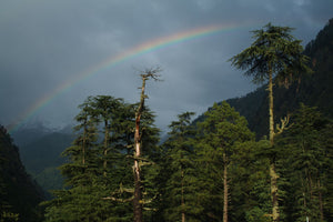 Rainbow arcs through cloudy sky near mountains and tall trees in Himachal Pradesh, India